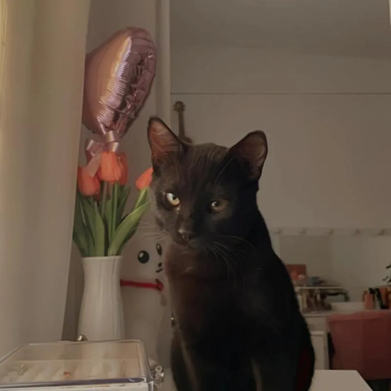 Imagem da campanha Todos pelo Gatinho Guinho