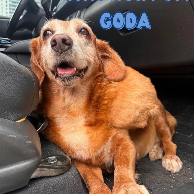 Imagem da campanha Cirurgia Goda