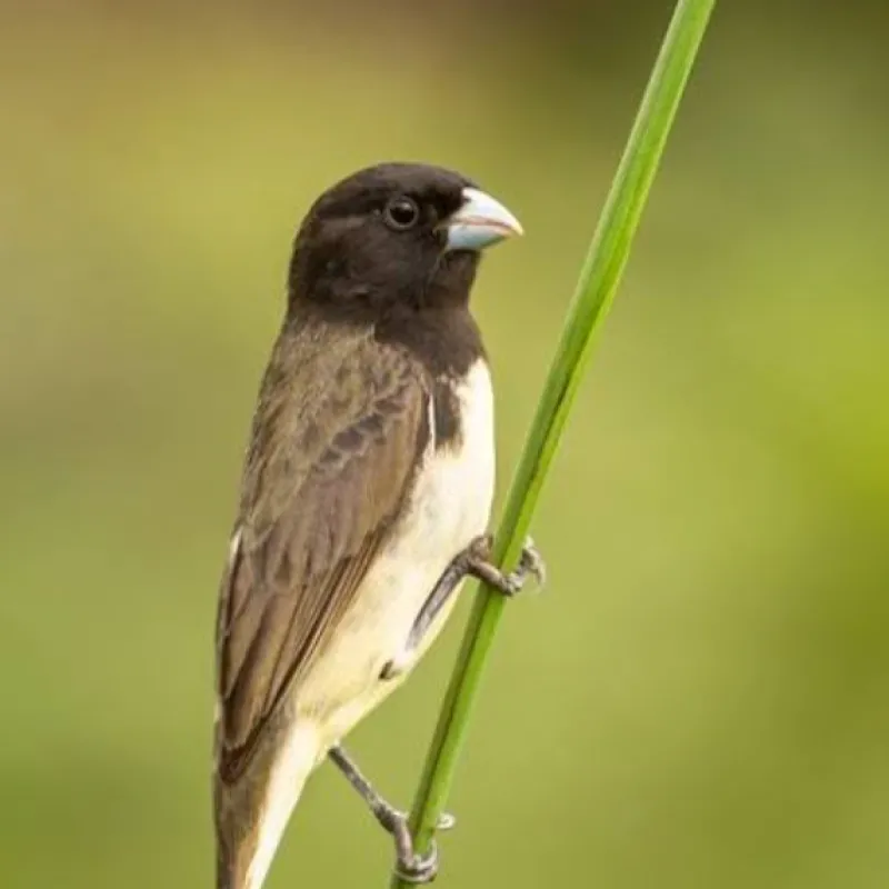 Imagem da campanha Rifa Papa Capim Vi Vi Te