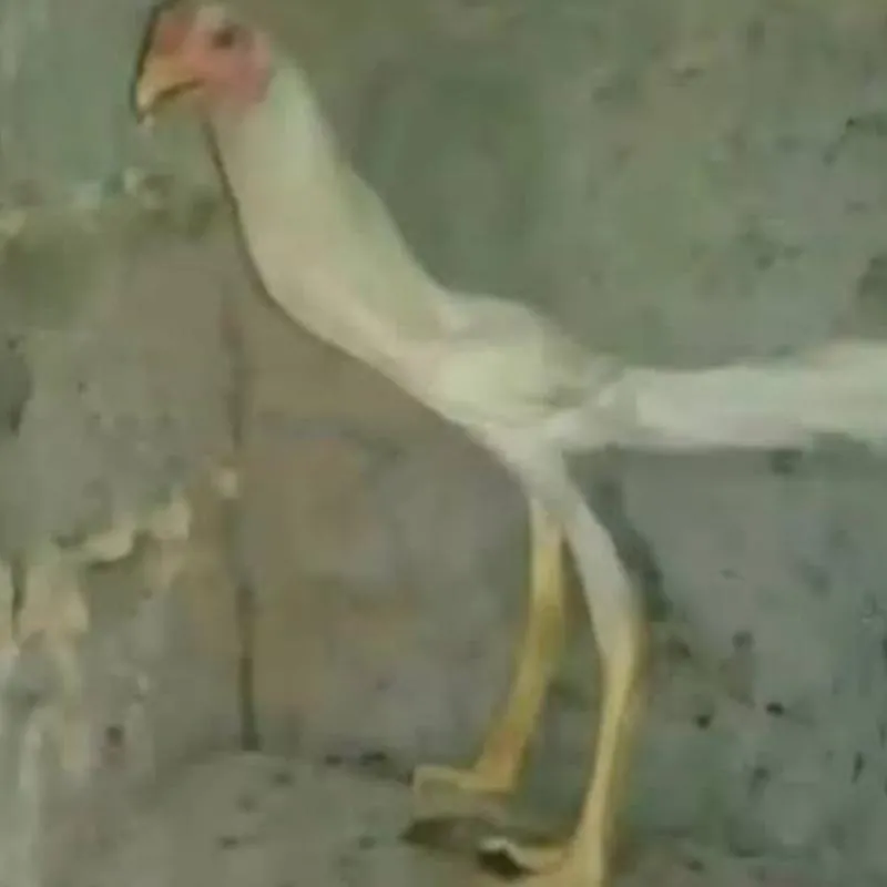 Imagem da campanha Jurema botadeira