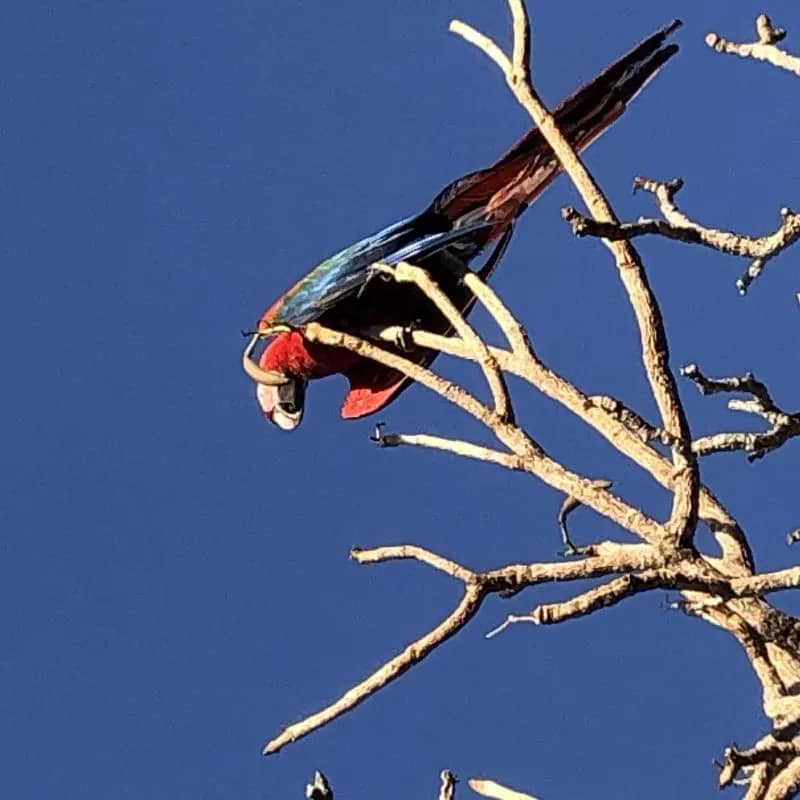 Imagem da campanha CRifa