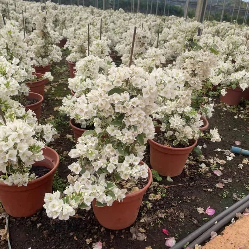 Imagem da campanha 🌸 Rifa: Primavera em Dobro 🌸