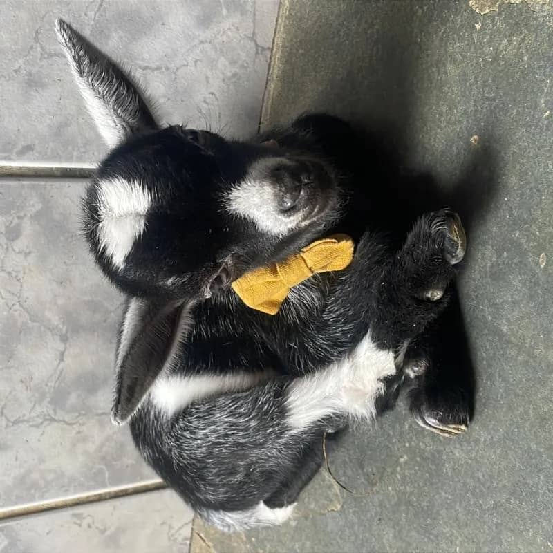 Imagem da campanha Rifa de um cabritinho