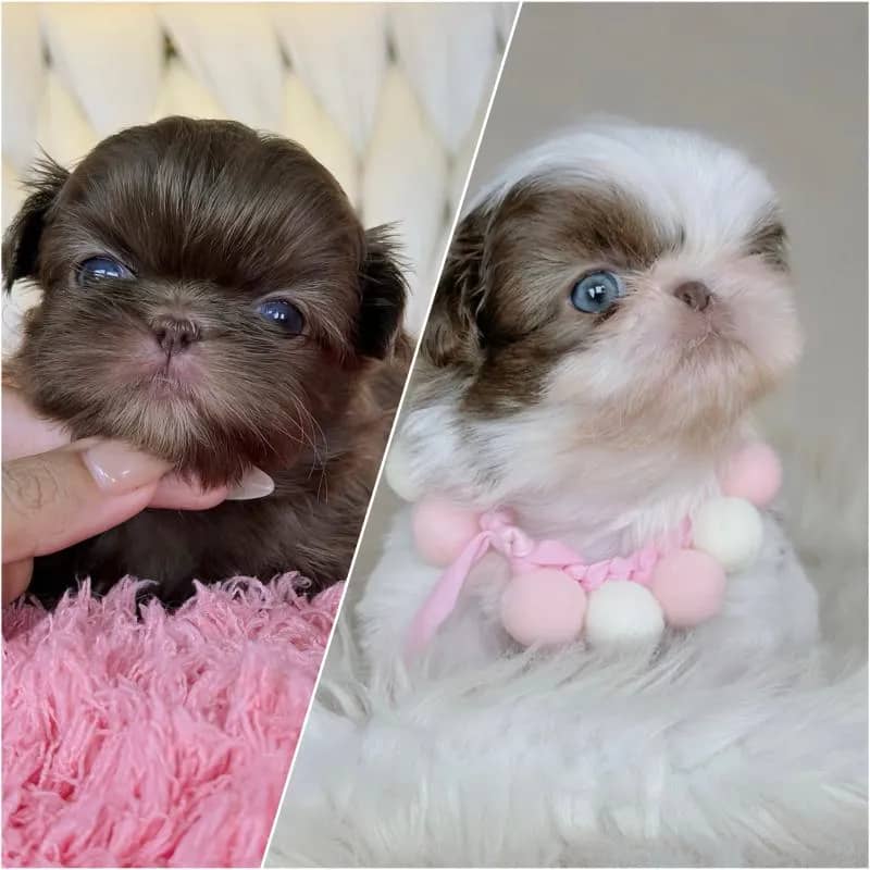 Imagem da campanha Sorteio Filhote de Shih Tzu