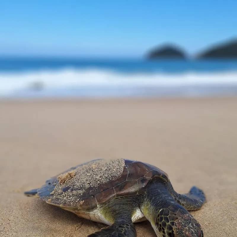 Imagem da campanha Projeto vivendo de litora