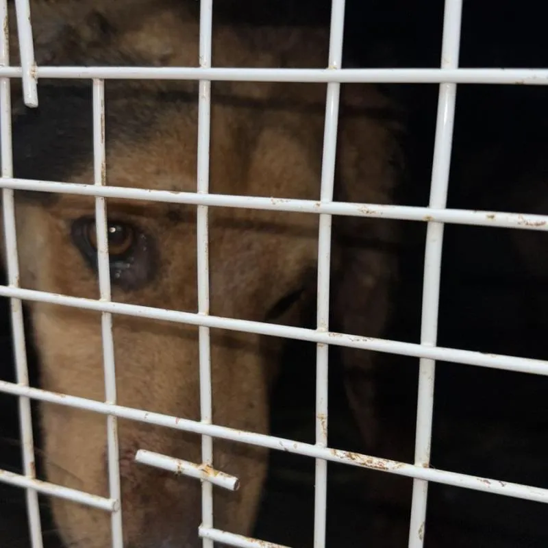 Imagem da campanha Campanha beneficente para o Colorido