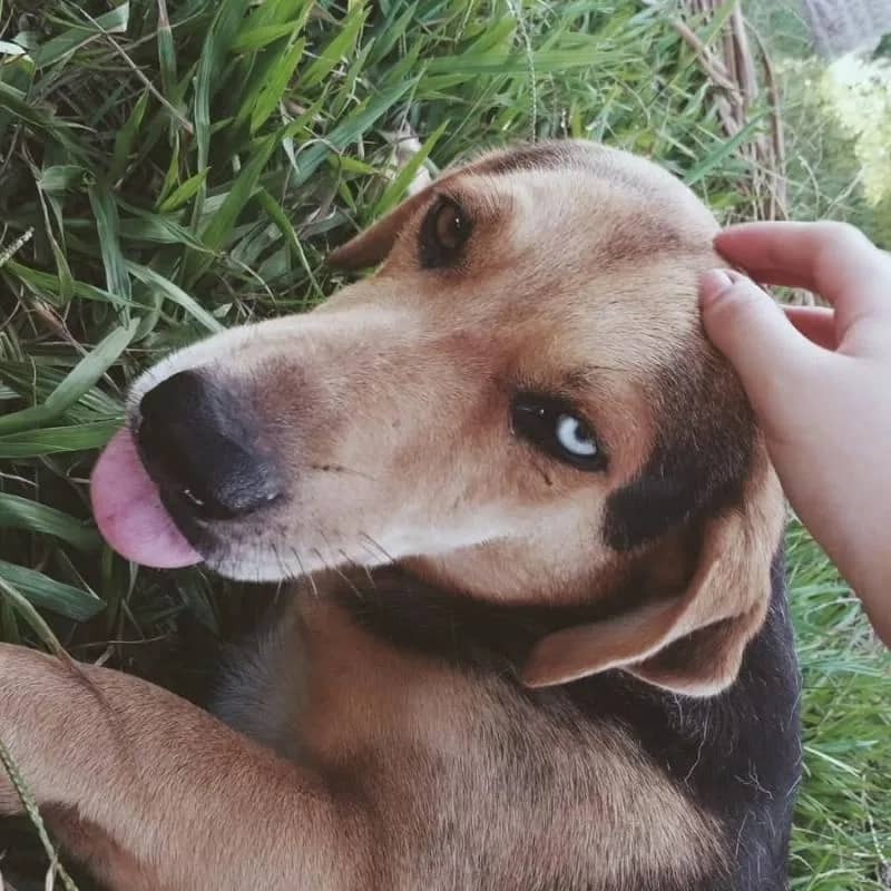 Imagem da campanha Campanha beneficente para o Invejoso