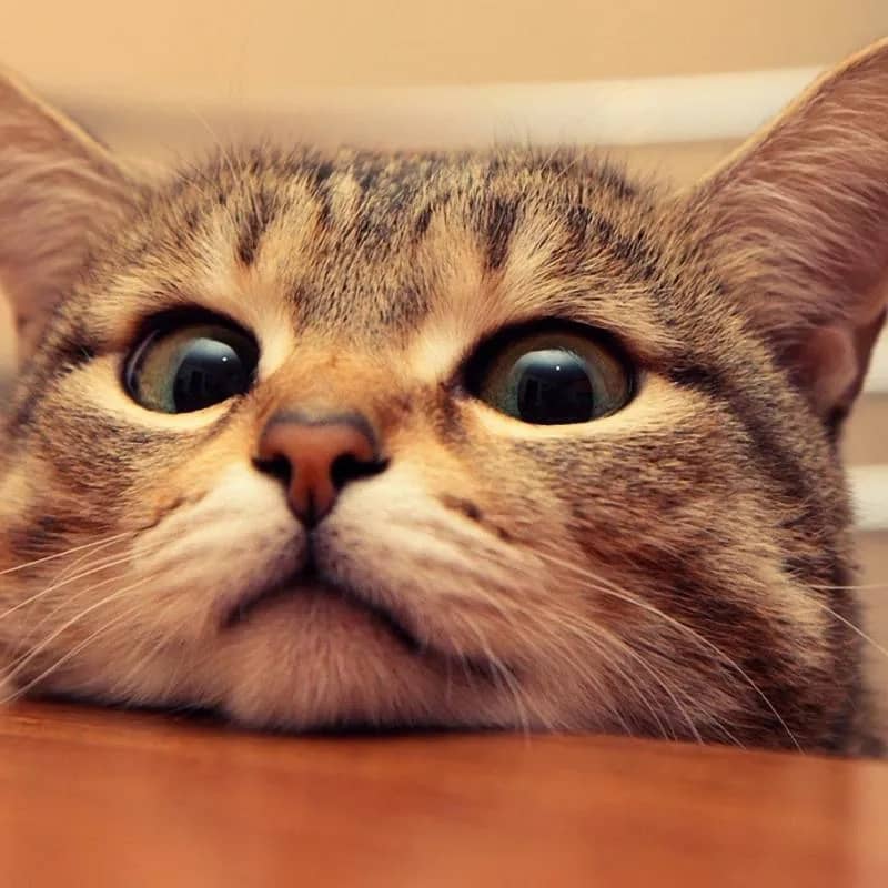 Imagem da campanha Rifa