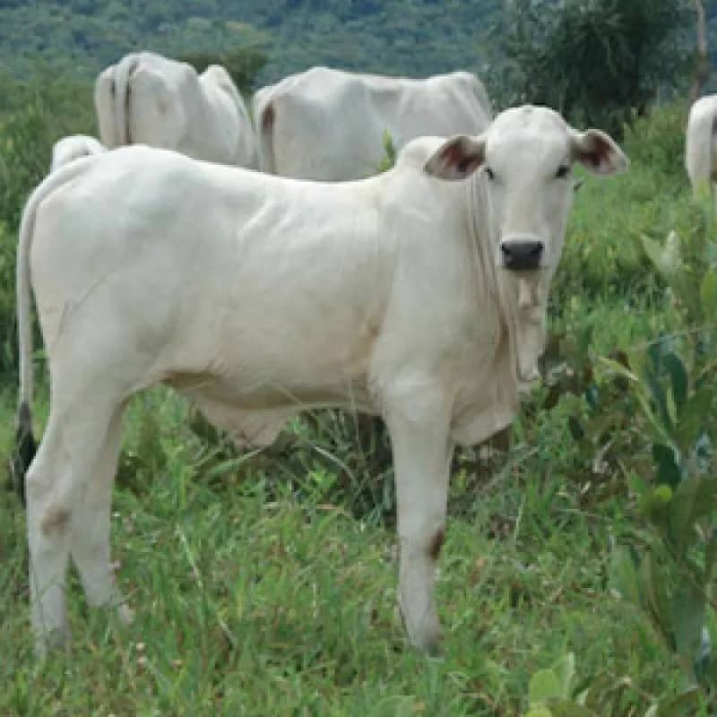 Imagem da campanha benefício para wemerson