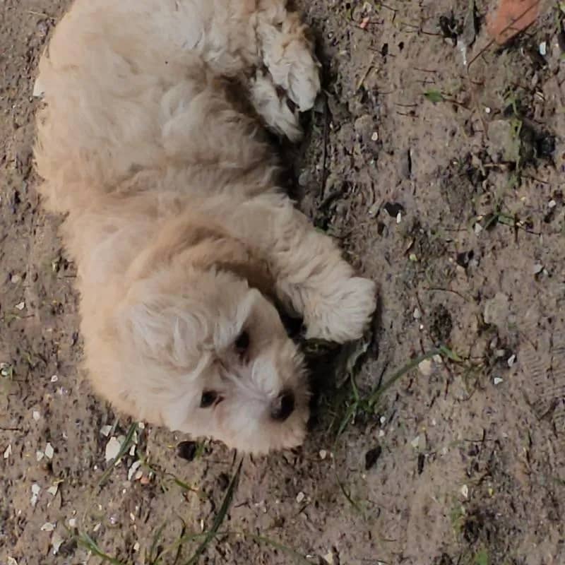 Imagem da campanha Formatura de Emily & Erica 2025