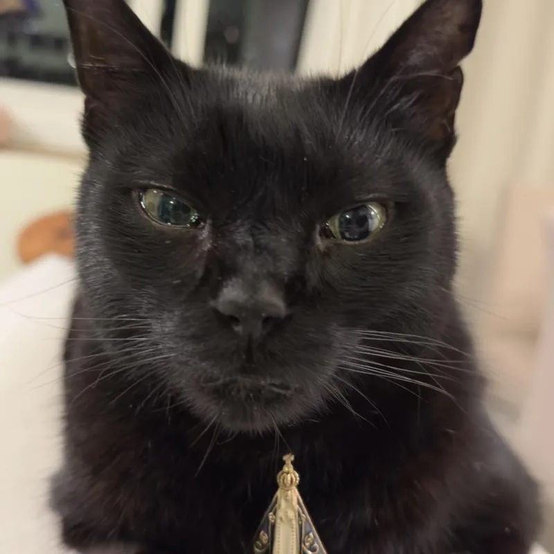 Imagem da campanha Ação Beneficiente - Tratamento do gato Nelson