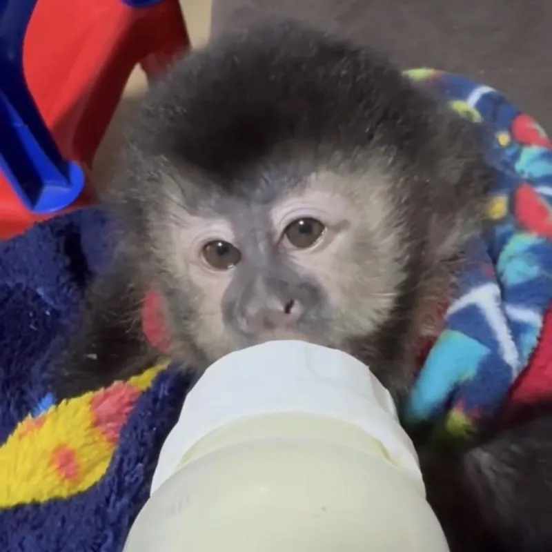 Imagem da campanha Macaco prego macho