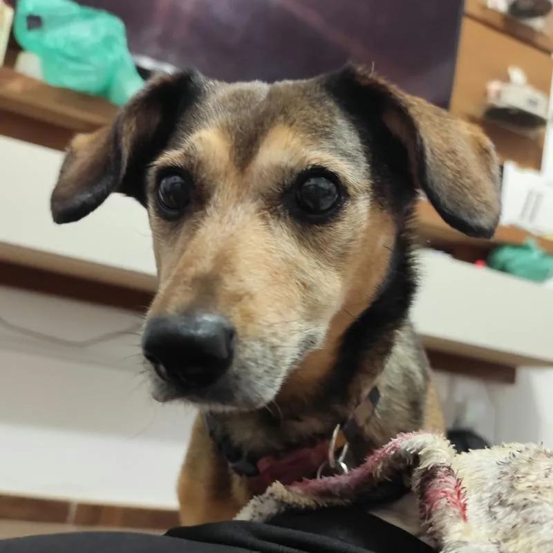 Imagem da campanha Rifa Solidária - Tratamento de Câncer da Dóris