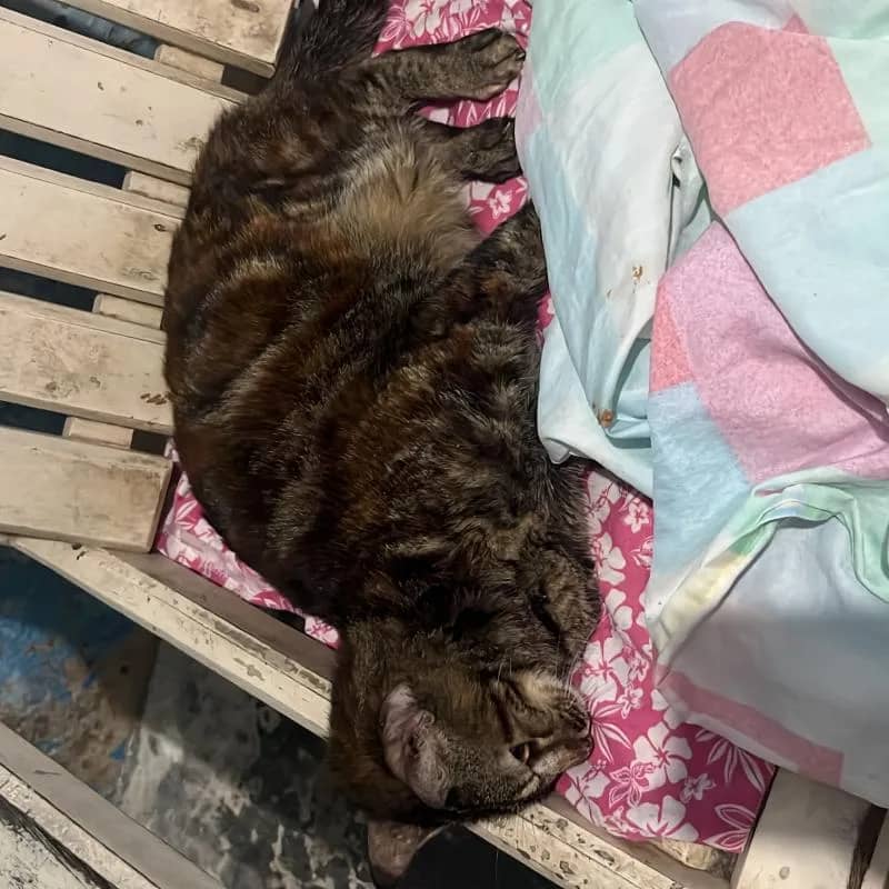 Imagem da campanha AJUDE A LILI VENCER A PIF