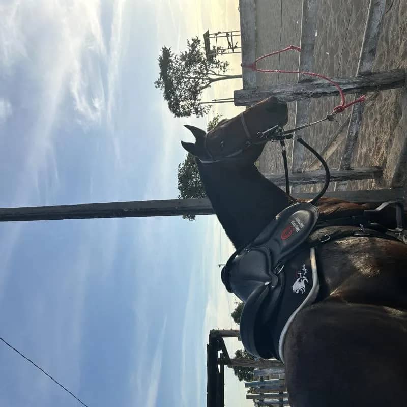 Imagem da campanha Rifa de égua marcha picada