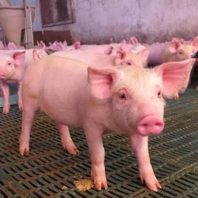 Imagem da campanha 🏡 Rifa Solidária – Construção da nossa casa