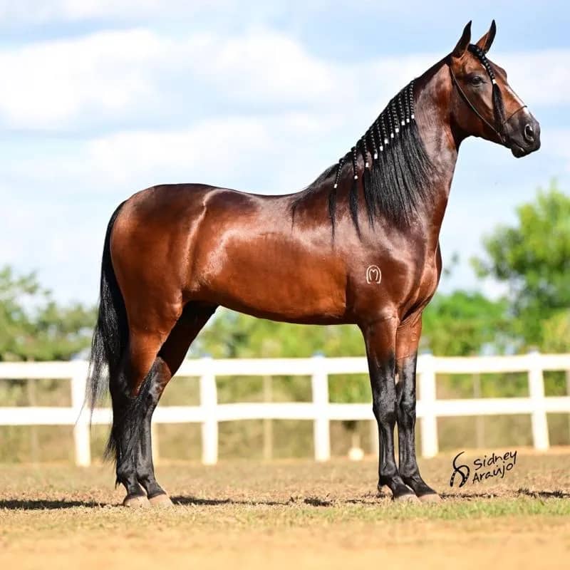 Imagem da campanha ✨ RIFA LARNER! ✨