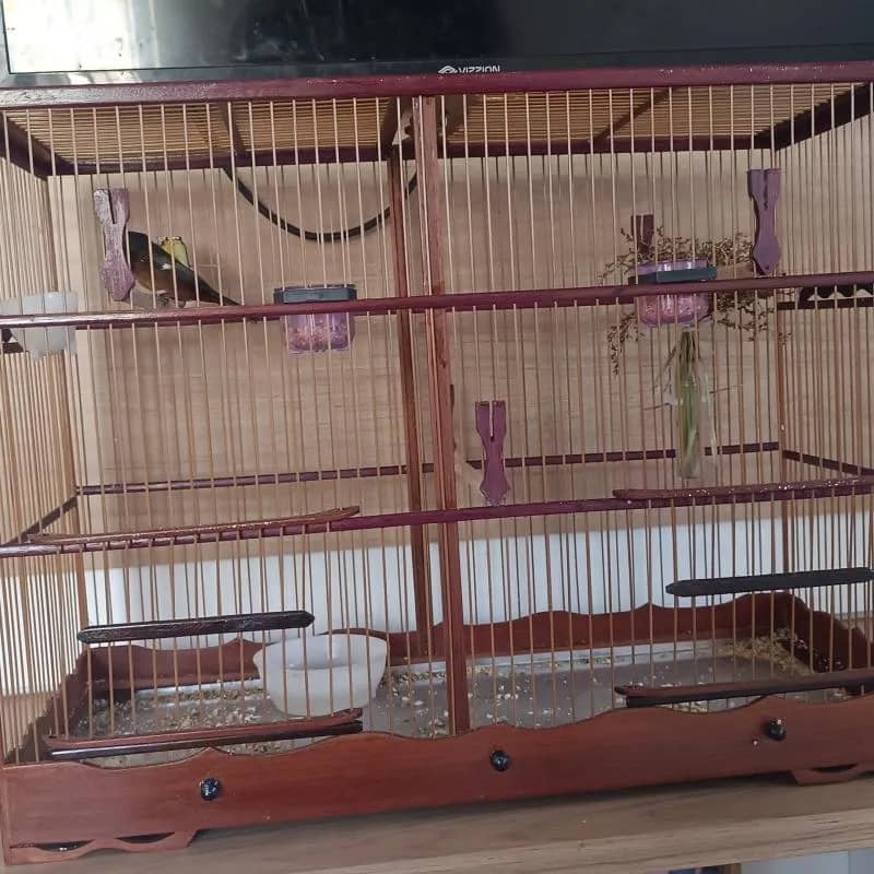 Imagem da campanha 1° Lugar curió 2°Lugar R$200,00  3°Lugar R$150,00