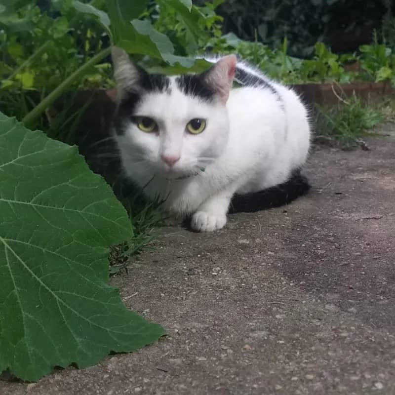 Imagem da campanha Vamos ajudar Florentina