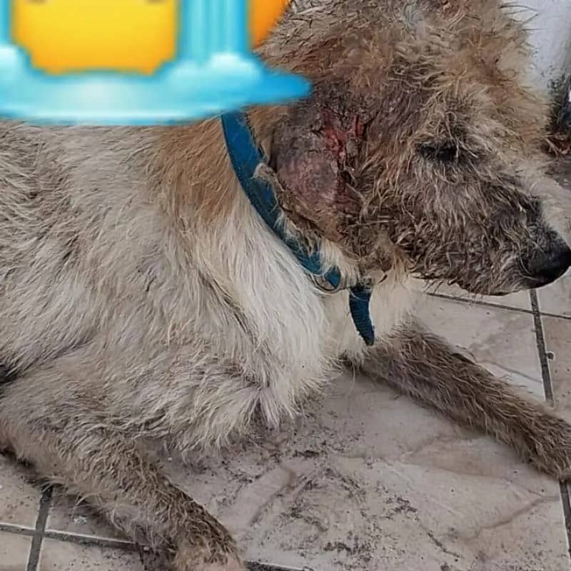 Imagem da campanha Ajuda leva cachorrinho no veterinário