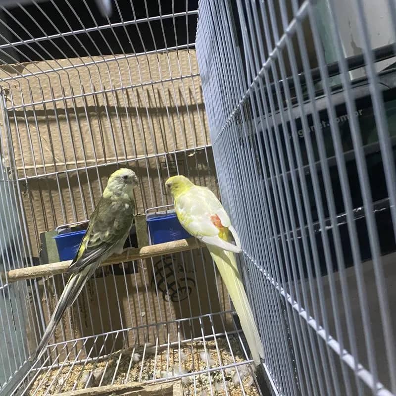 Imagem da campanha Ajude o Criatório: Sorteio de um Casal de Red”