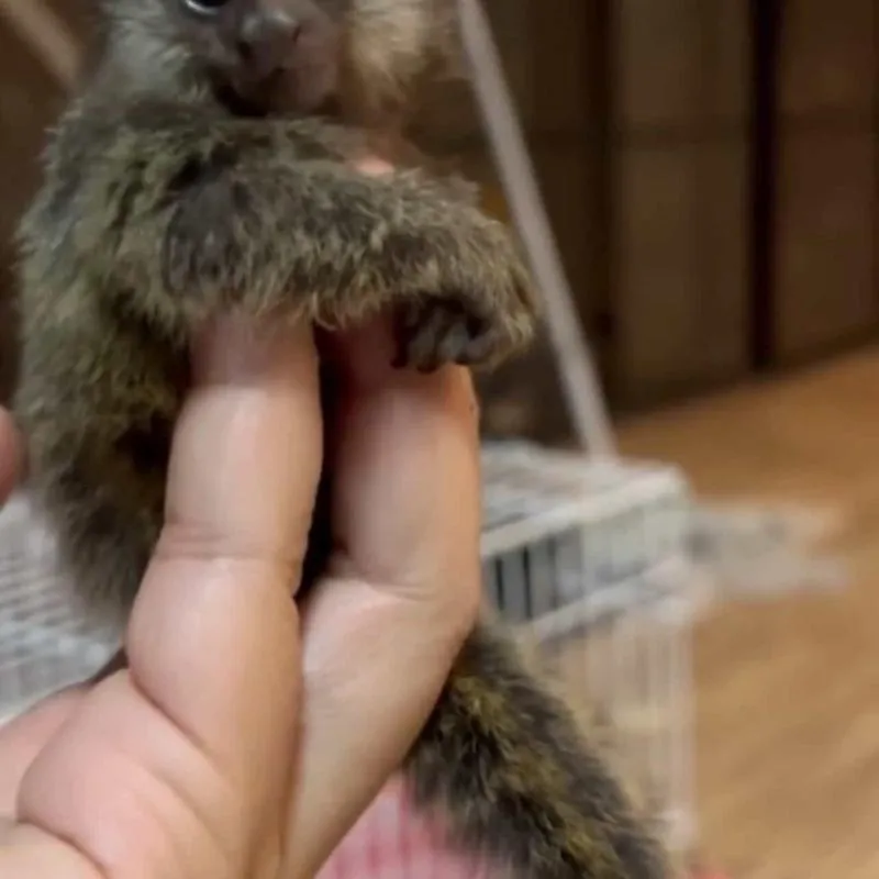 Imagem da campanha Ajude o criadouro a se reerguer