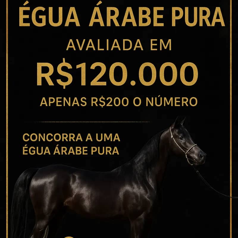 Imagem da campanha Venda da égua puro sangue árabe