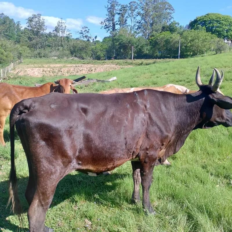 Imagem da campanha Rifa da Vaca Terezona