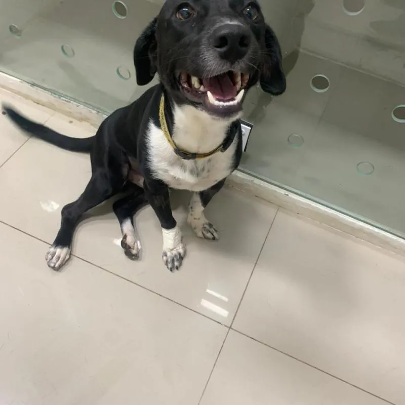 Imagem da campanha RIFA DO BEM - Cirurgia do Jamal para ele voltar a correr