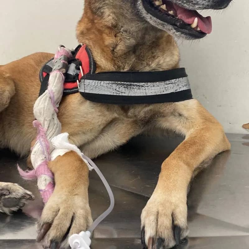 Imagem da campanha Rifa do Bem – Cirurgia da Mel