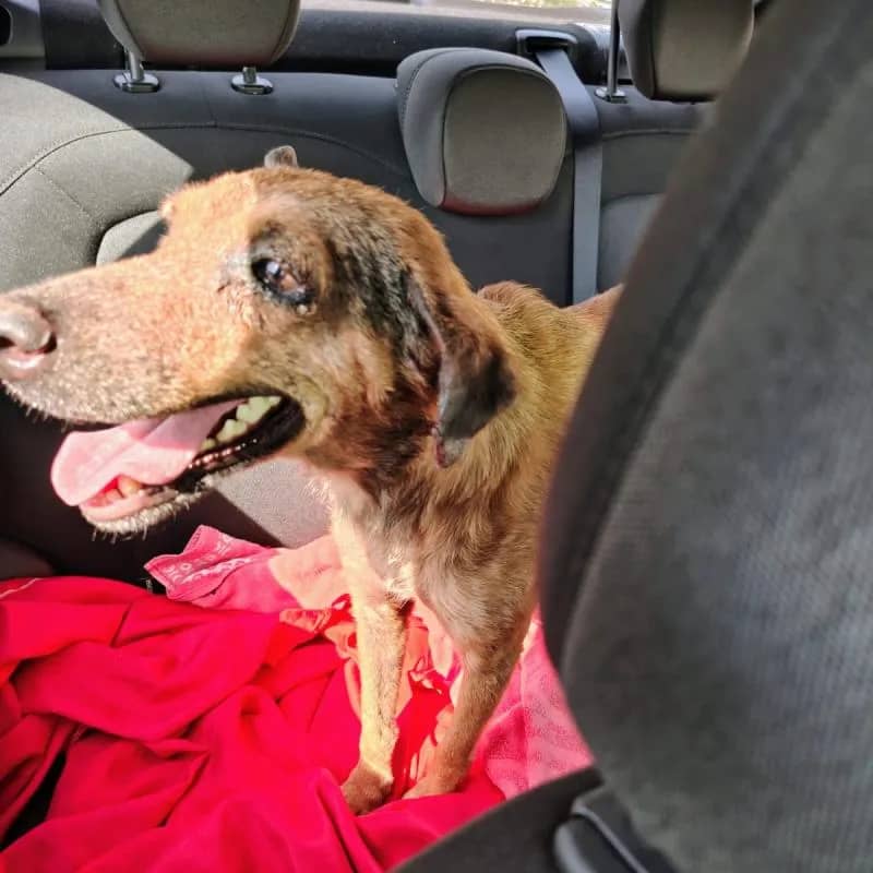 Imagem da campanha Rifa Solidária Para Tratamento da Cadelinha Vitória (Que estava abandonada em Frente ao Supermercado Astramix)