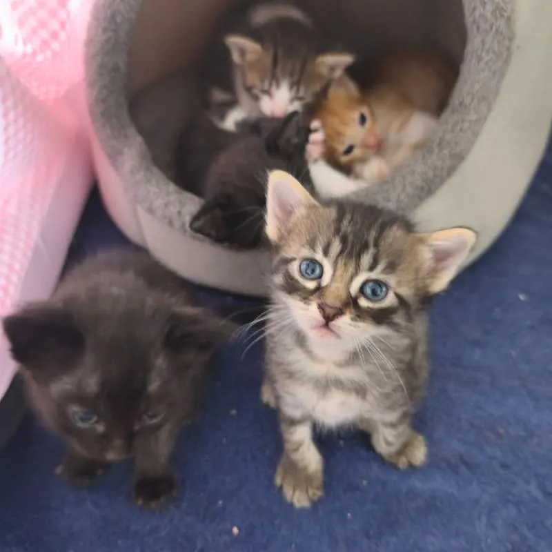 Imagem da campanha Cora Helena & the six little babies