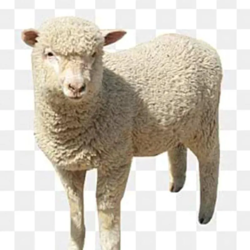 Imagem da campanha Beneficente