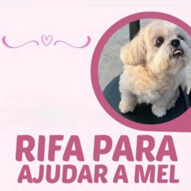 Imagem da campanha Rifa para ajudar a Mel