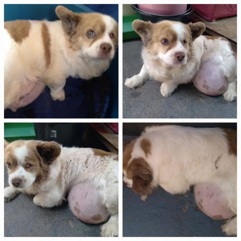 Imagem da campanha Campanha em prol da cirurgia da luna