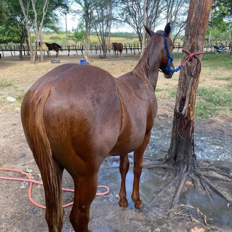 Imagem da campanha Pordo Premiado — Vai Ser Seu por Apenas R$ 60!