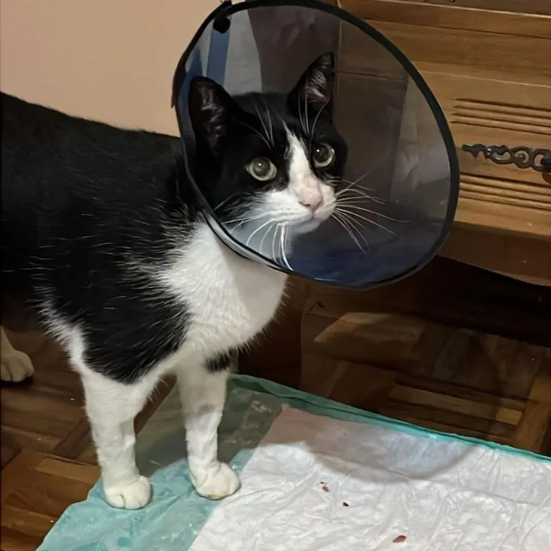 Imagem da campanha Campanha em prol do tratamento do Bilbo