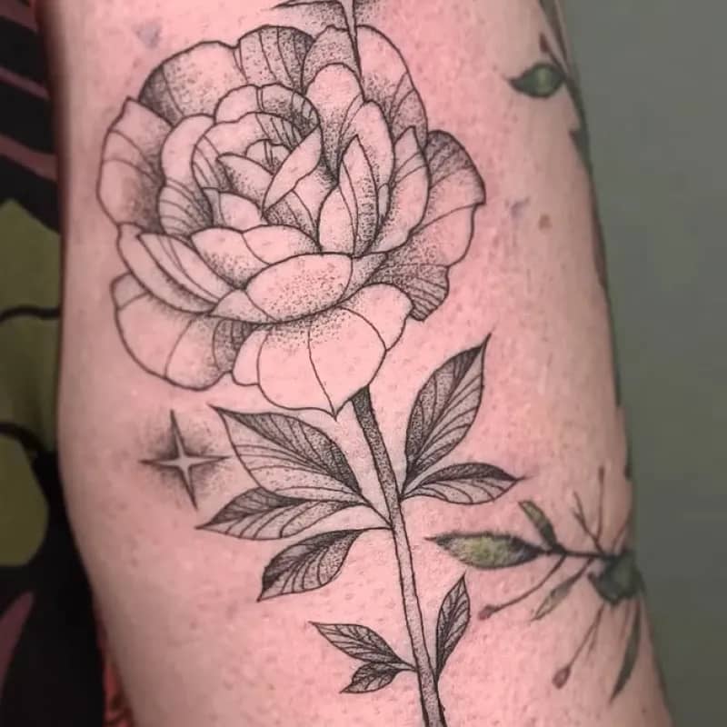 Imagem da campanha ajude a Garnet