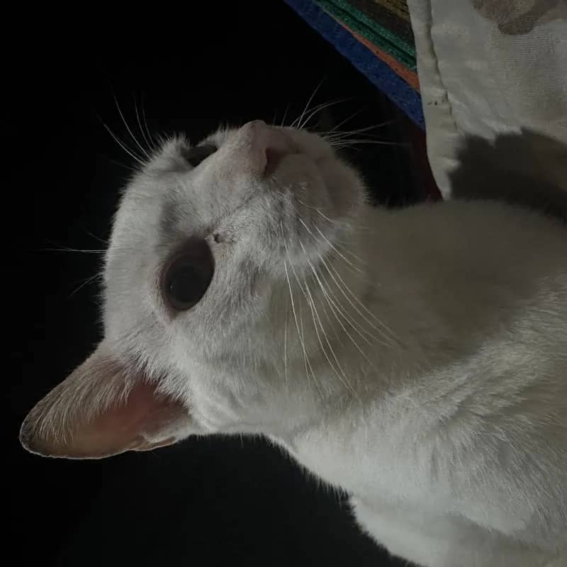 Imagem da campanha Gato