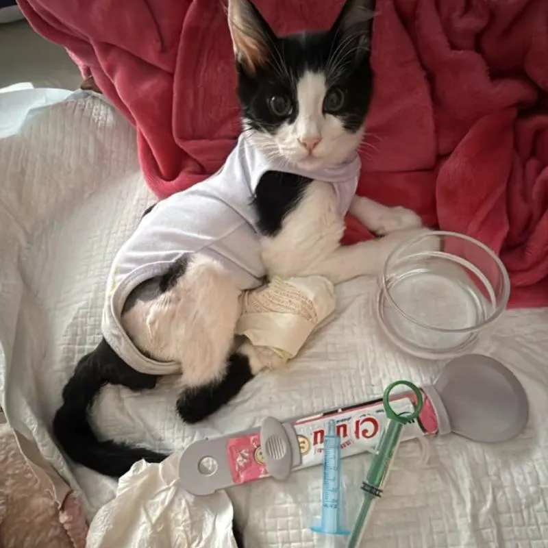 Imagem da campanha Ajude o Chumbinho