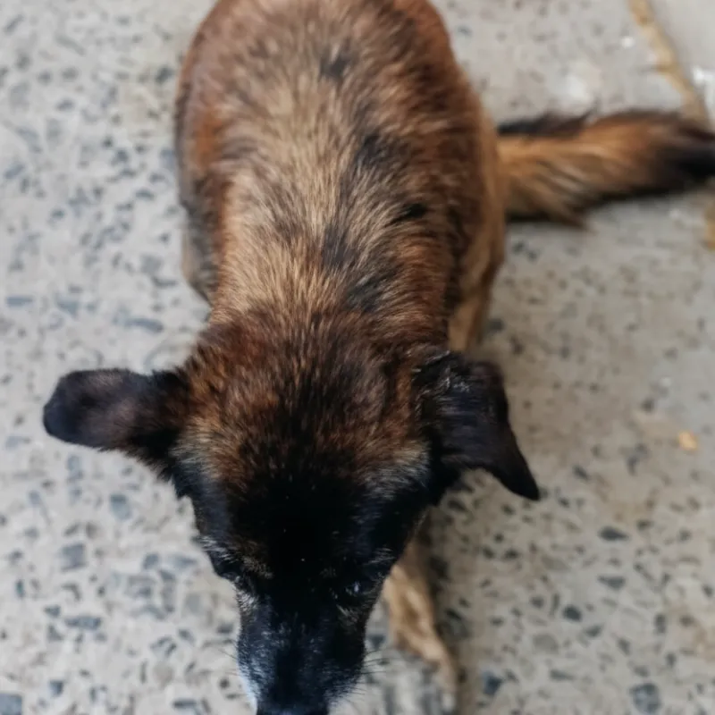 Imagem da campanha PELUDINHO