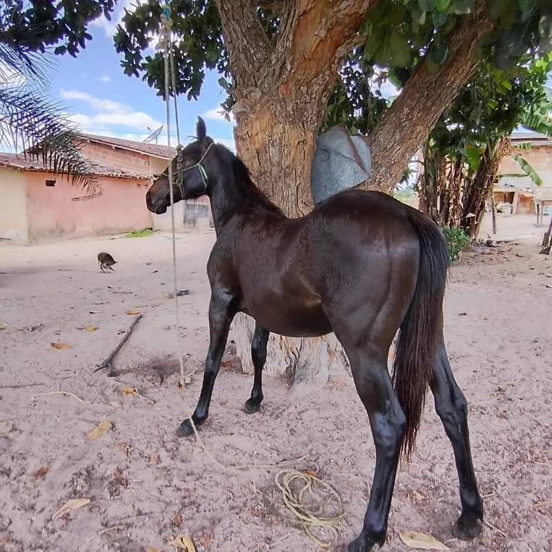 Imagem da campanha Potra meio sangue registrada