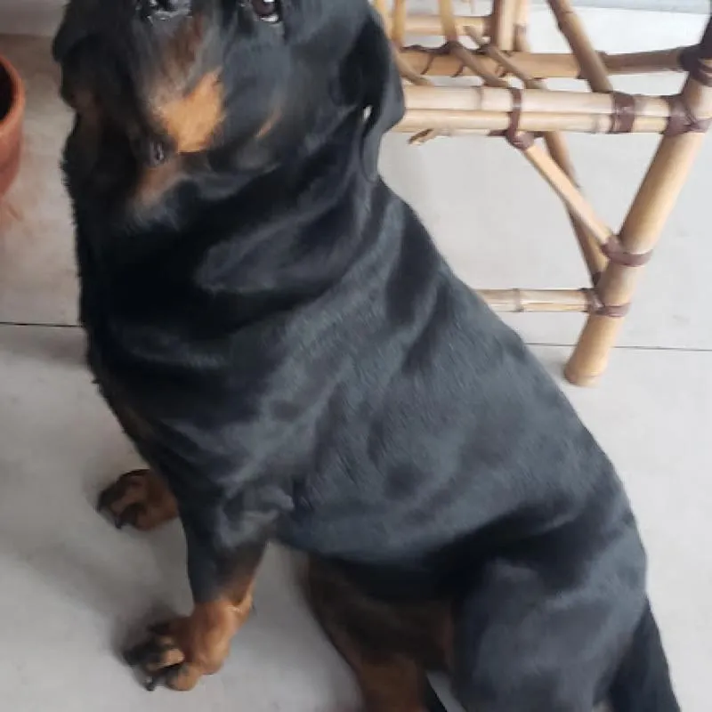 Imagem da campanha Cirurgia da Honda