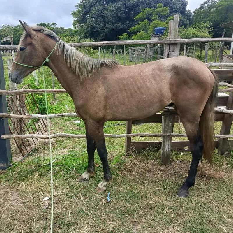 Imagem da campanha Potro mangalarga marchador
