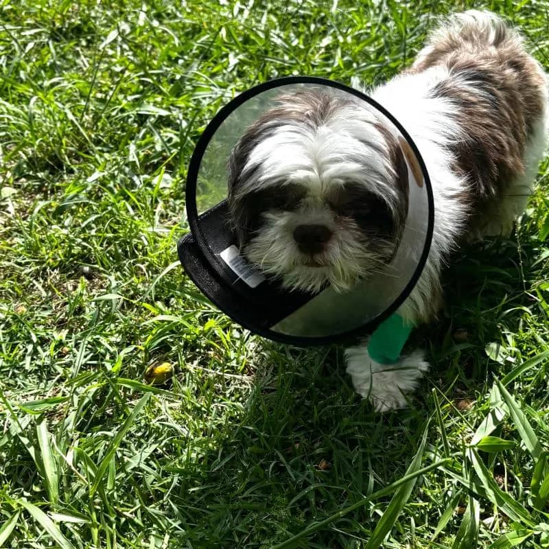 Imagem da campanha campanha beneficiente em prol do paçoca