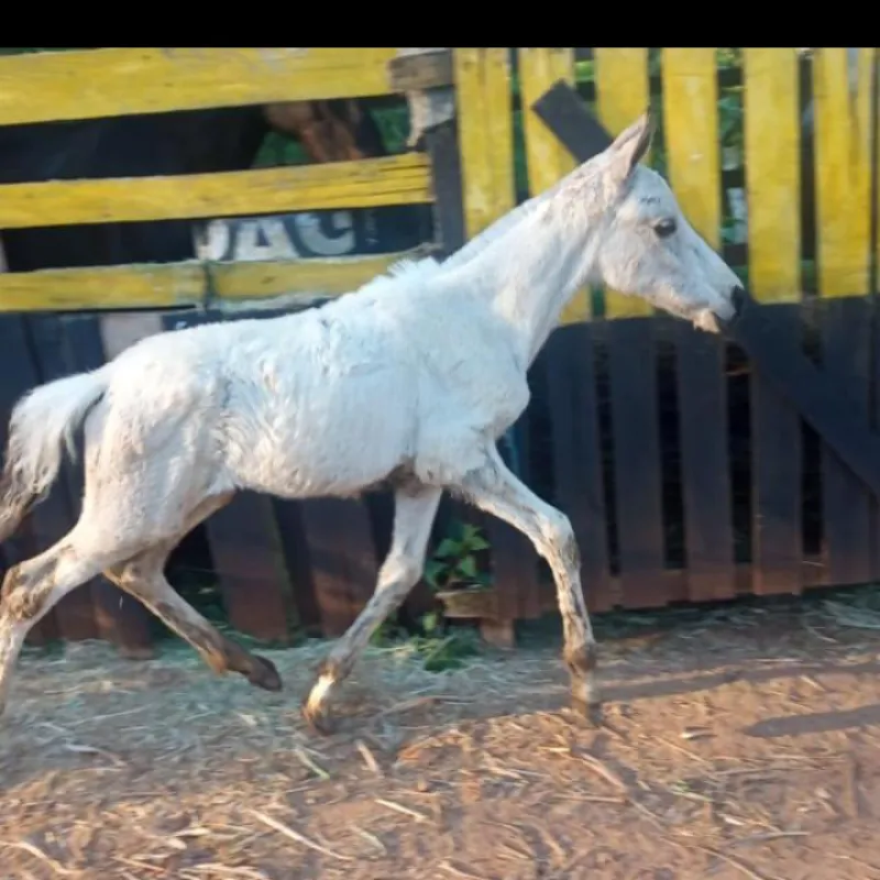 Imagem da campanha estamos rifando uma linda potra