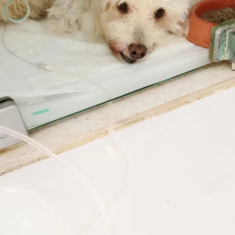 Imagem da campanha Todos por Belo