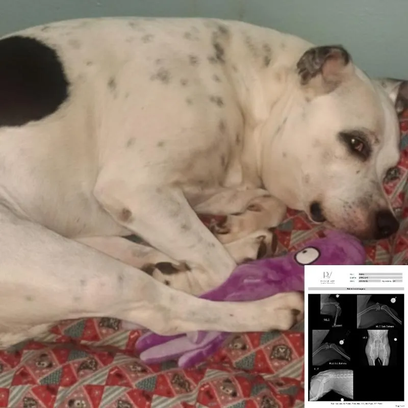 Imagem da campanha 🐾 CIRURGIA DA AKIRA: AJUDE E CONCORRA A UM CLIMATIZADOR DE AR!