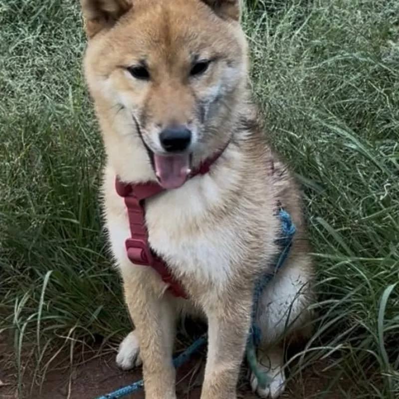 Imagem da campanha Rifa para encontrarmos o Simba