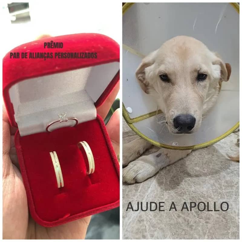 Imagem da campanha Rifa solidária ajude apollo